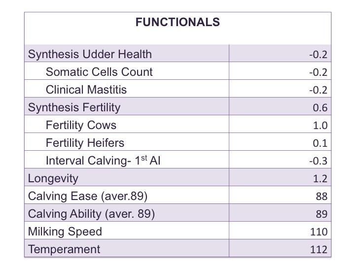 Jekil JB montbeliarde functional